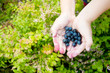 Blueberry