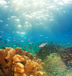 Foto: exciting underwater panorama exciting underwater panorama