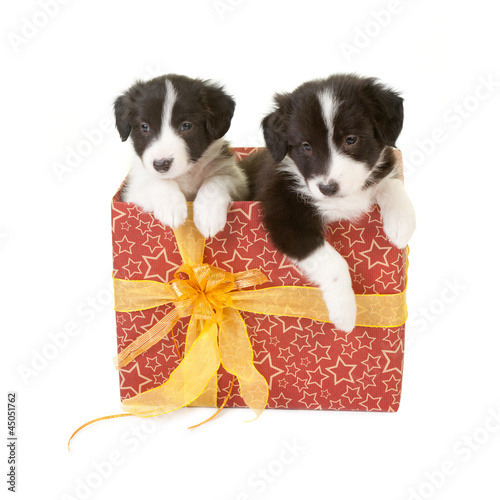 Photo: Twin puppies as a gift Twin puppies as a gift