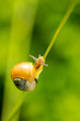 Schnecke
