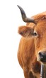 Vaca aislada sobre fondo blanco.