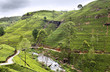 Photo: Tea trees on the plantations Tea trees on the plantations