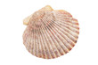 Muschelschale