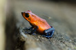Photo: Strawberry Poison-Dart Frog Strawberry Poison-Dart Frog