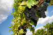 Blue Grapes