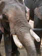 Foto: Elefant Elefant