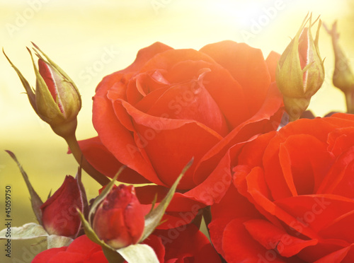 Photo: Red Roses in Sunlight Red Roses in Sunlight