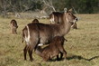 Photo: Waterbuck cow standing alert while calf drinks. Waterbuck cow standing alert while calf drinks.
