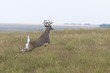 Jumping Deer