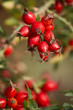 Hagebutte- Rosa Canina