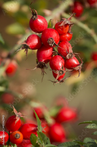 Photo: Hagebutte- Rosa Canina Hagebutte- Rosa Canina