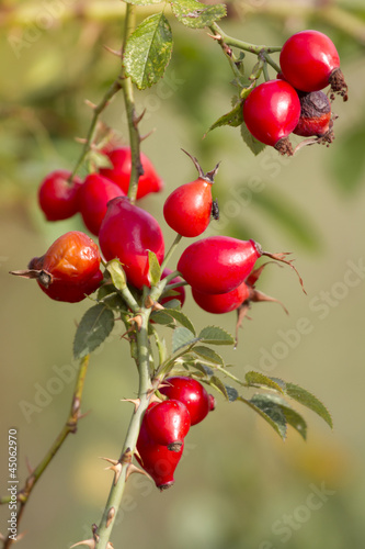 Photo: Hagebutte- Rosa Canina Hagebutte- Rosa Canina