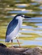 Photo: Night Heron Night Heron