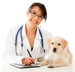 Vet using technology