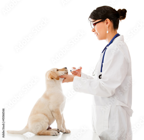 Photo: Vet giving medicine to a puppy Vet giving medicine to a puppy