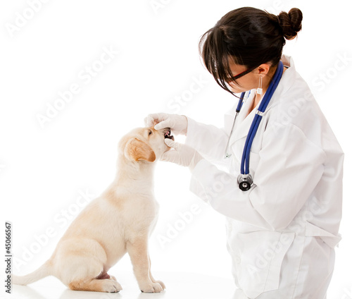 Photo: Vet checking a puppy dog Vet checking a puppy dog