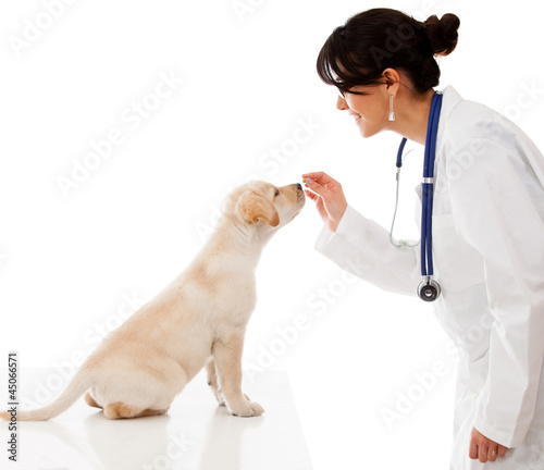 Foto: Good dog Good dog