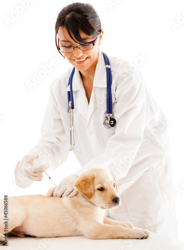 Photo: Puppy getting a vaccine Puppy getting a vaccine
