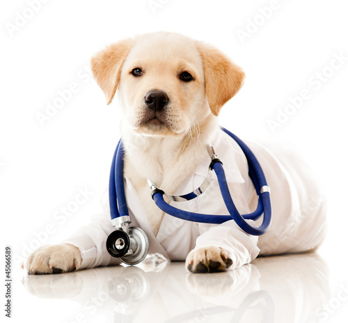 Photo: Little dog as a vet Little dog as a vet