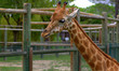 giraffa