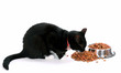 Katze beim Fressen