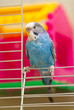 Blue budgie
