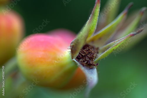 Photo: cinorrodi di Rosa Canina cinorrodi di Rosa Canina