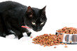 Photo: Katze mit Katzenfutter Katze mit Katzenfutter