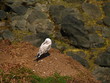 Seagull On A Ledge