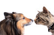 Foto: Nose to nose cat and dog Nose to nose cat and dog