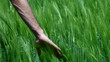 Video: Man running his hand through some wheat in a field Man running his hand through some wheat in a field