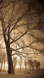 Winter tree