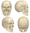 Human Skull