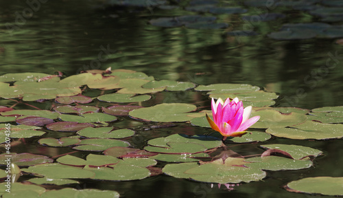 Photo: Pink water lily Pink water lily