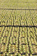 Rows of plants in nursery