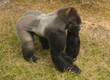 Lowland Gorilla
