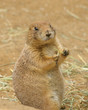 indigenous north American Black-tailed prarie dog