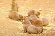 indigenous north American Black-tailed prarie dog