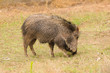 collared peccary