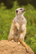 Meerkat on lookout