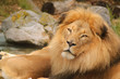 Lion resting