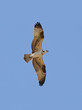 Osprey in flight against a blue sky