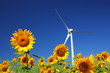 Windmill and sunflower