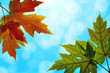 Photo: Maple Leaves Mixed Fall Colors with Blue Sky Maple Leaves Mixed Fall Colors with Blue Sky
