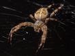 Kreuzspinne (Araneus diadematus)