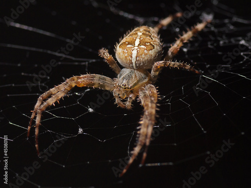 Photo: Kreuzspinne (Araneus diadematus) Kreuzspinne (Araneus diadematus)