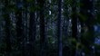 Mystical creature wearing a long cloak in the dark forest