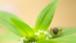 A Cricket feeding oon the flower