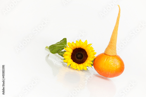 Photo: Kürbis Kürbis