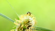 close up of a bee